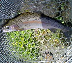 「淡水魚 その②」