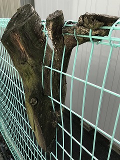 すごい…！