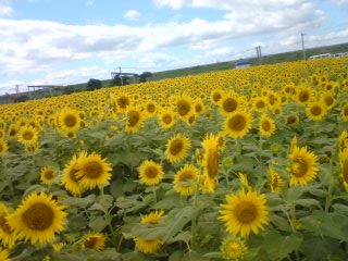「夏といえば・・・」