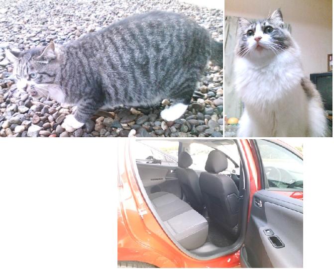 PEUGEOTと猫を検証 