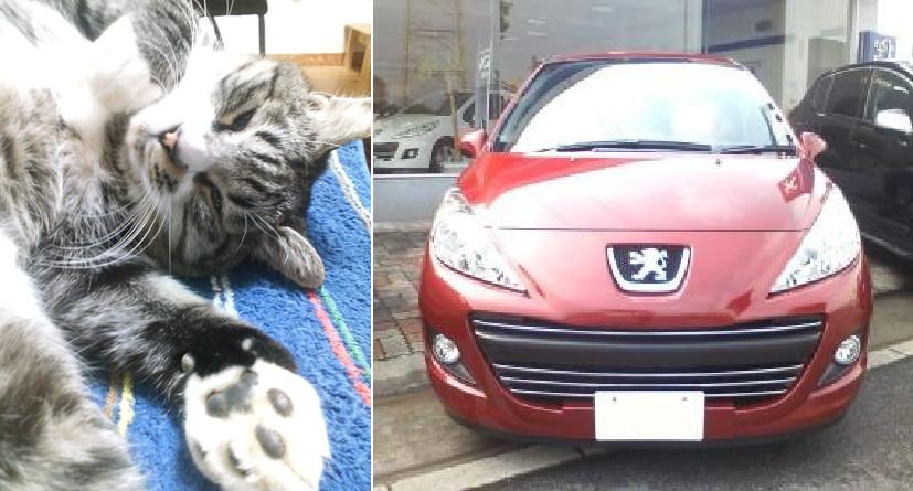 PEUGEOTと猫を検証 