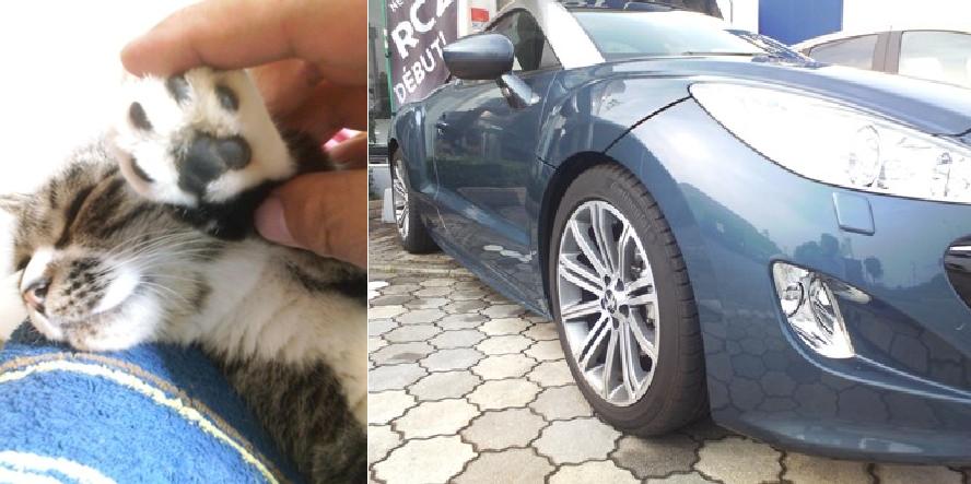 PEUGEOTと猫を検証 