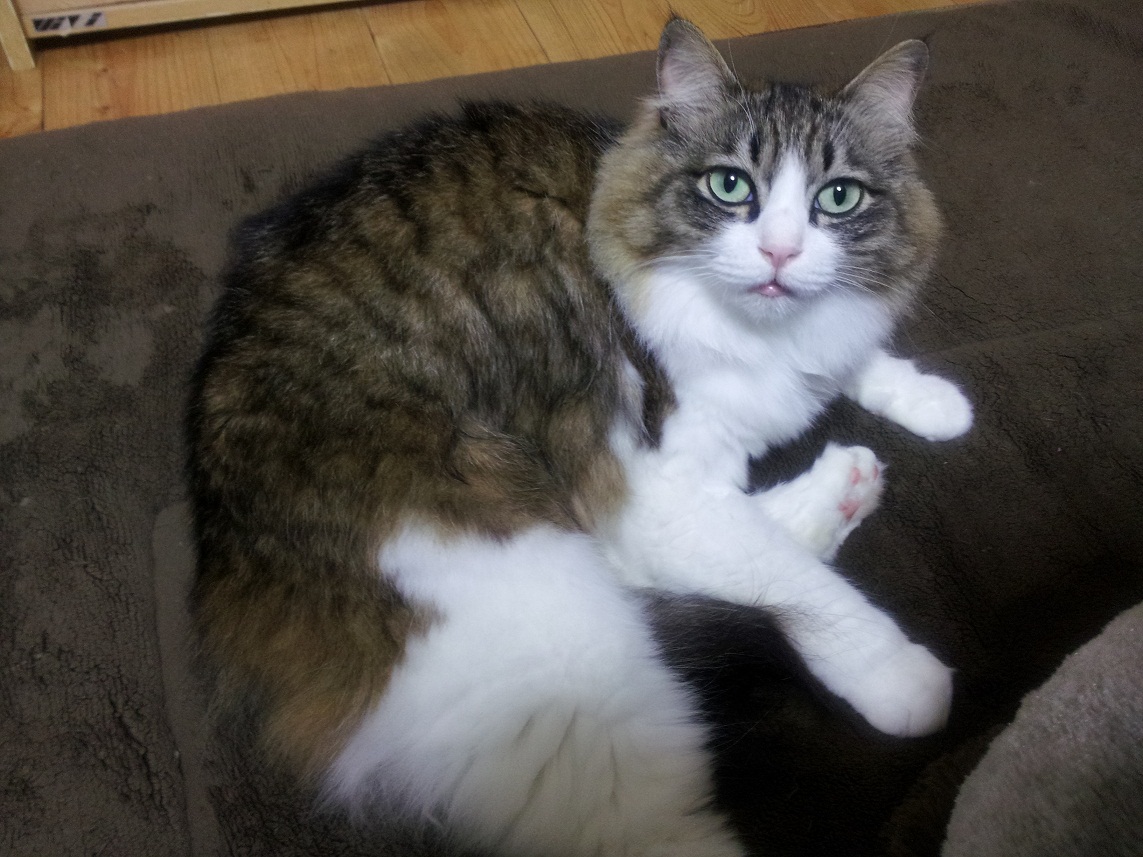 猫の洗顔