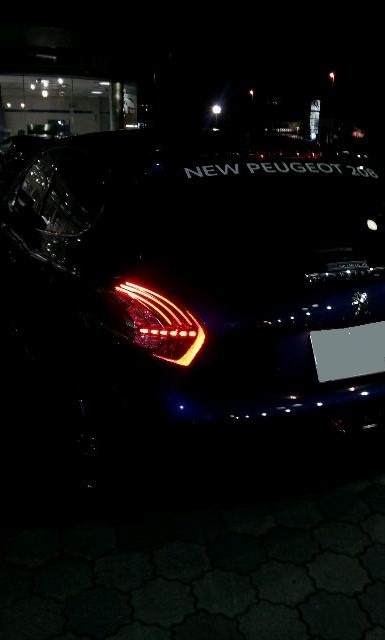 夜行性の猫？