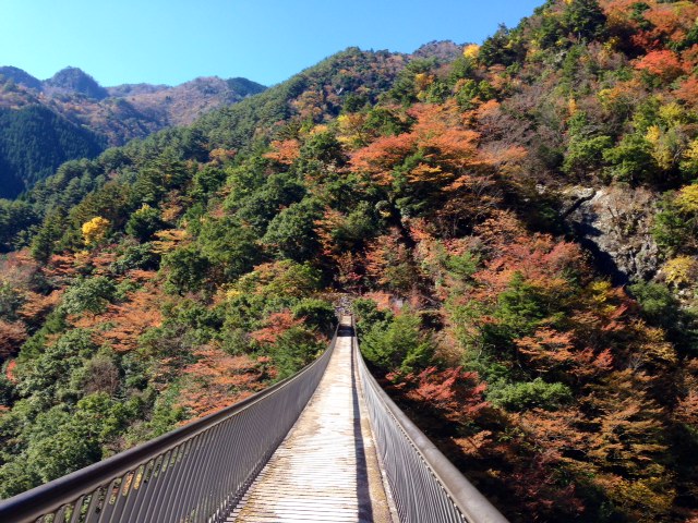 にゃんこ先生と紅葉狩り♪