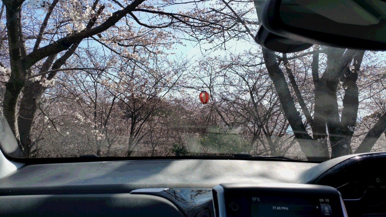 プジョーでお花見2