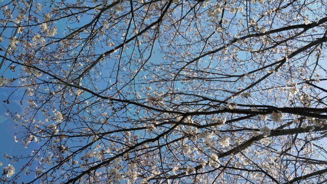 プジョーでお花見2