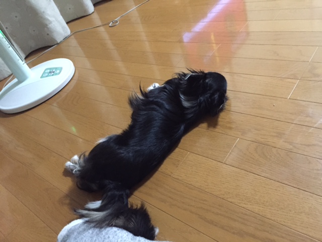 暑いですねーい。