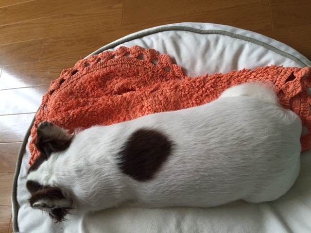 暑いですねーい。