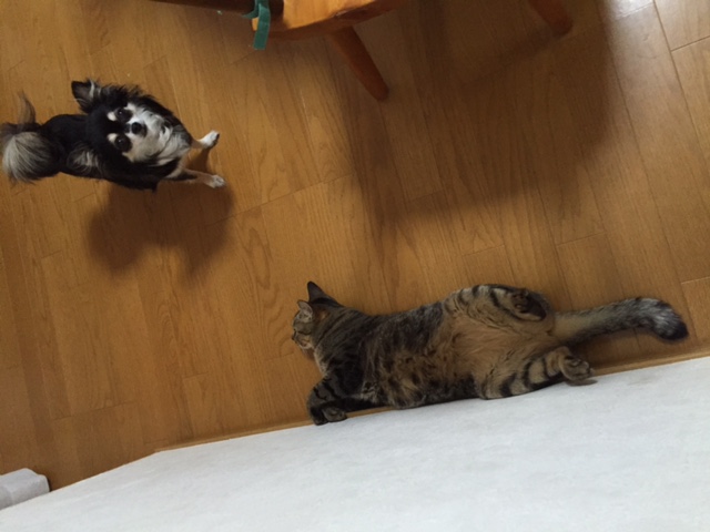 暑いですねーい。