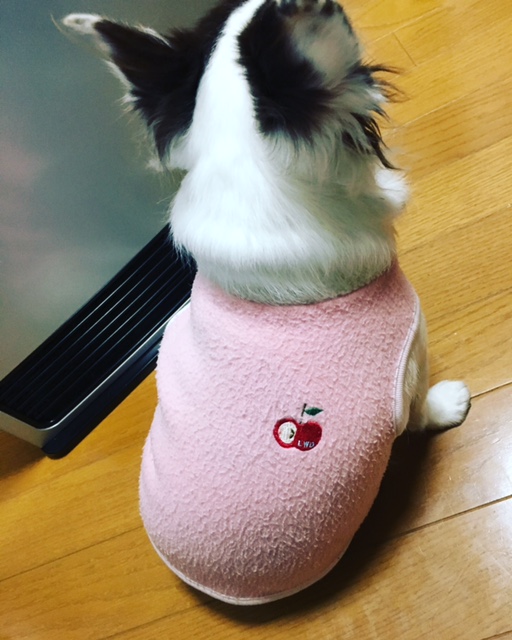 わんこもにゃんこも寒い・・