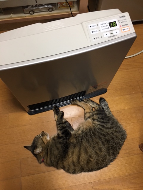 わんこもにゃんこも寒い・・