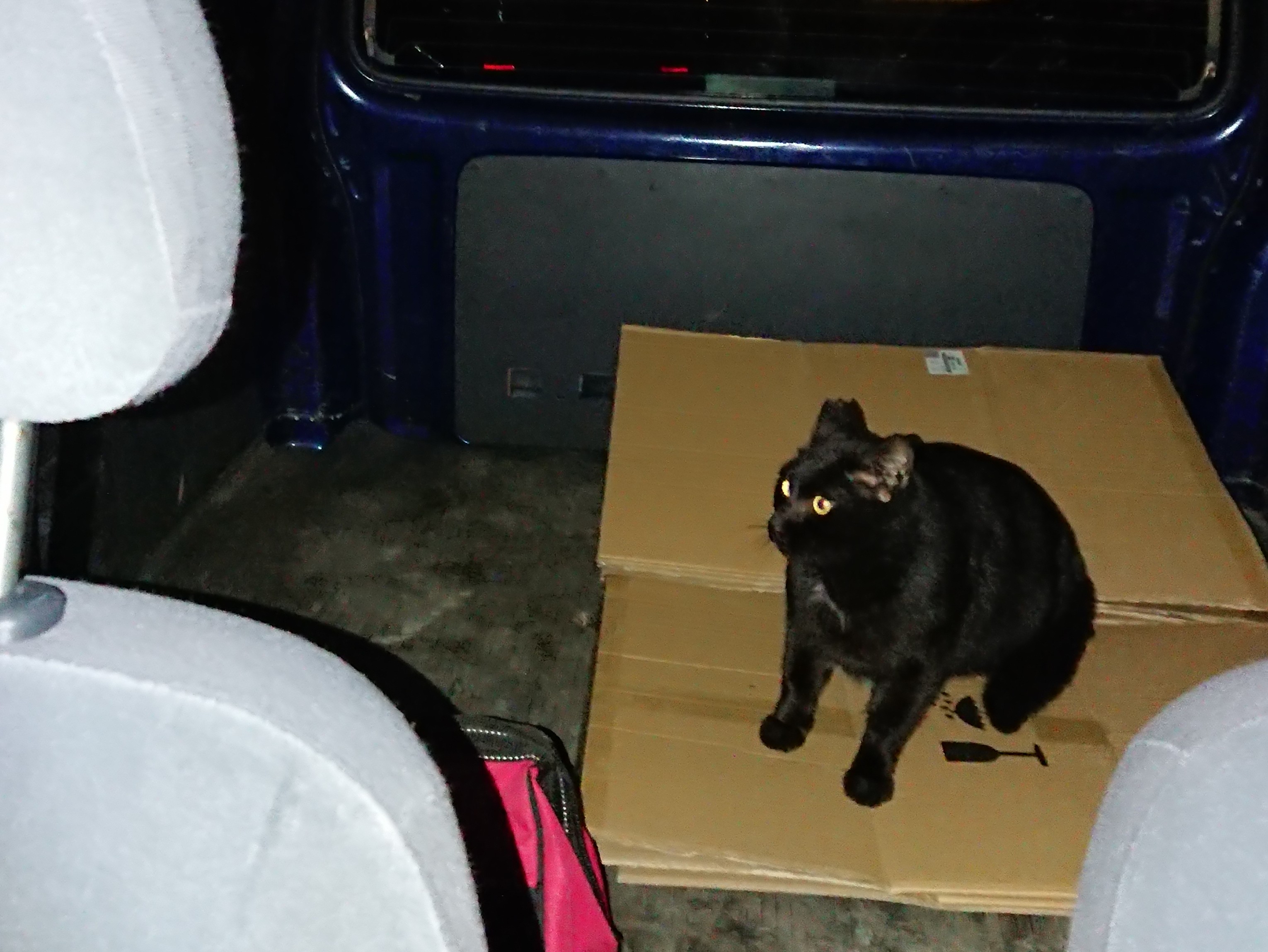猫バンバン！