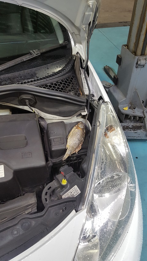 魚バンバン！
