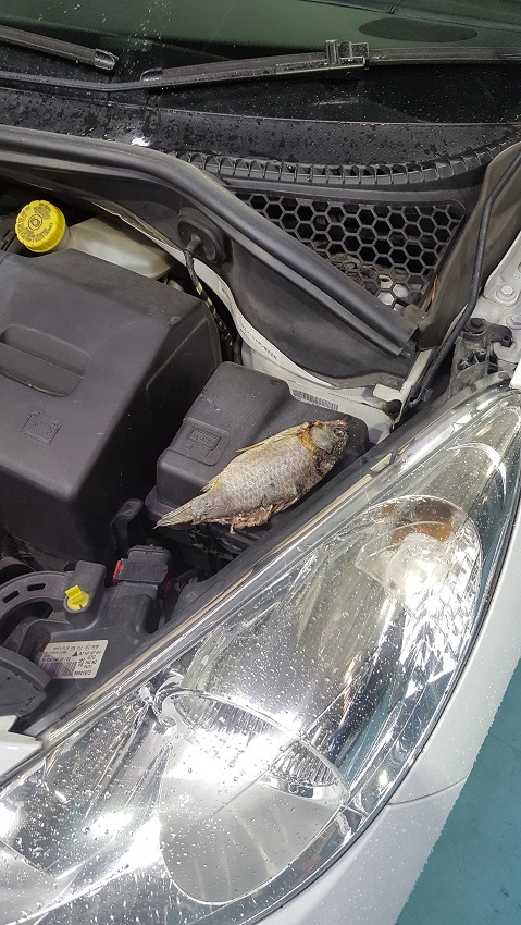 魚バンバン！