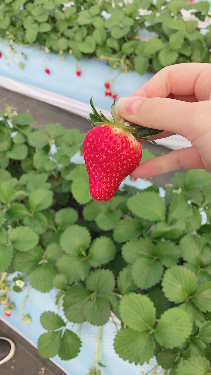 イチゴ狩りへ♪