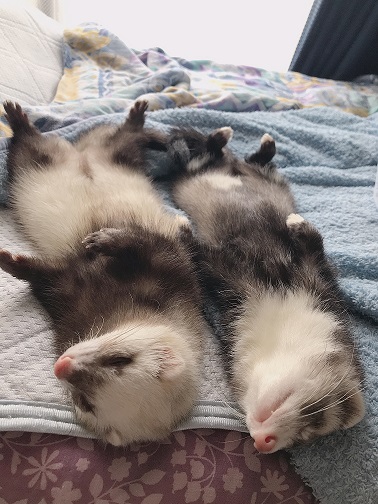 我が家のペット達