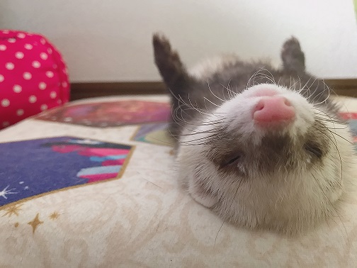 我が家のペット達