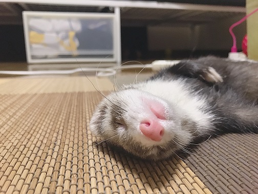 我が家のペット達