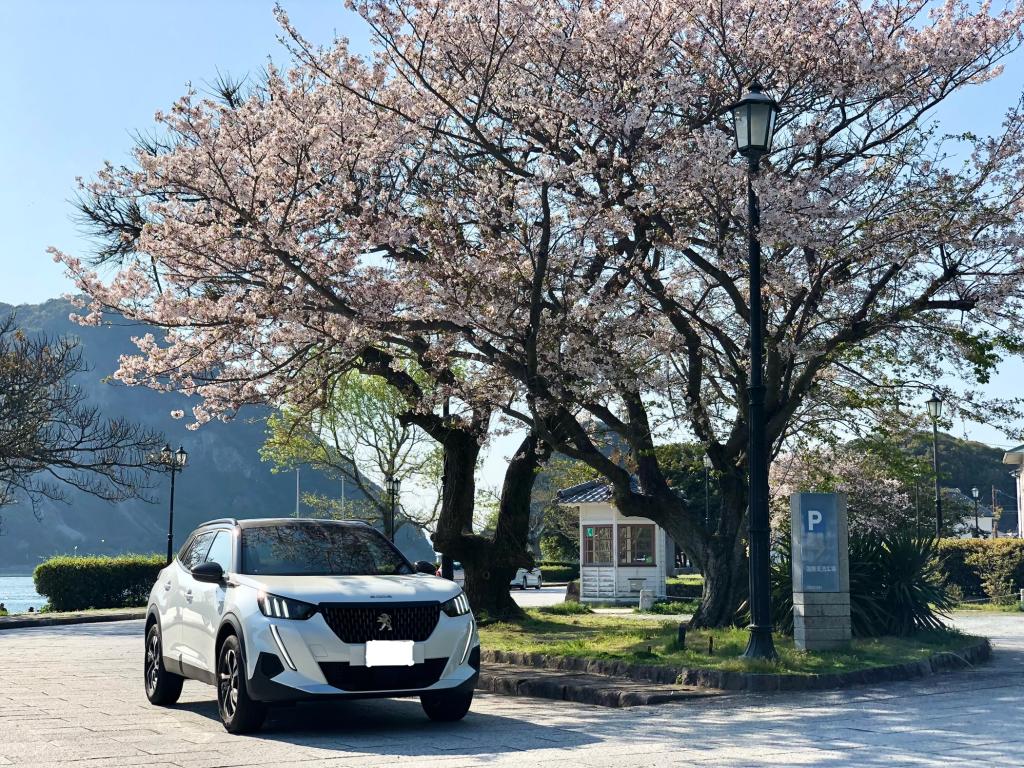 三角西港の桜と2008、、、美しいです。