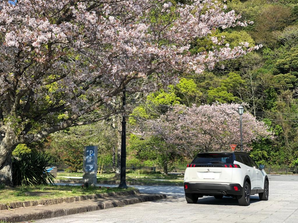 三角西港の桜と2008、、、美しいです。