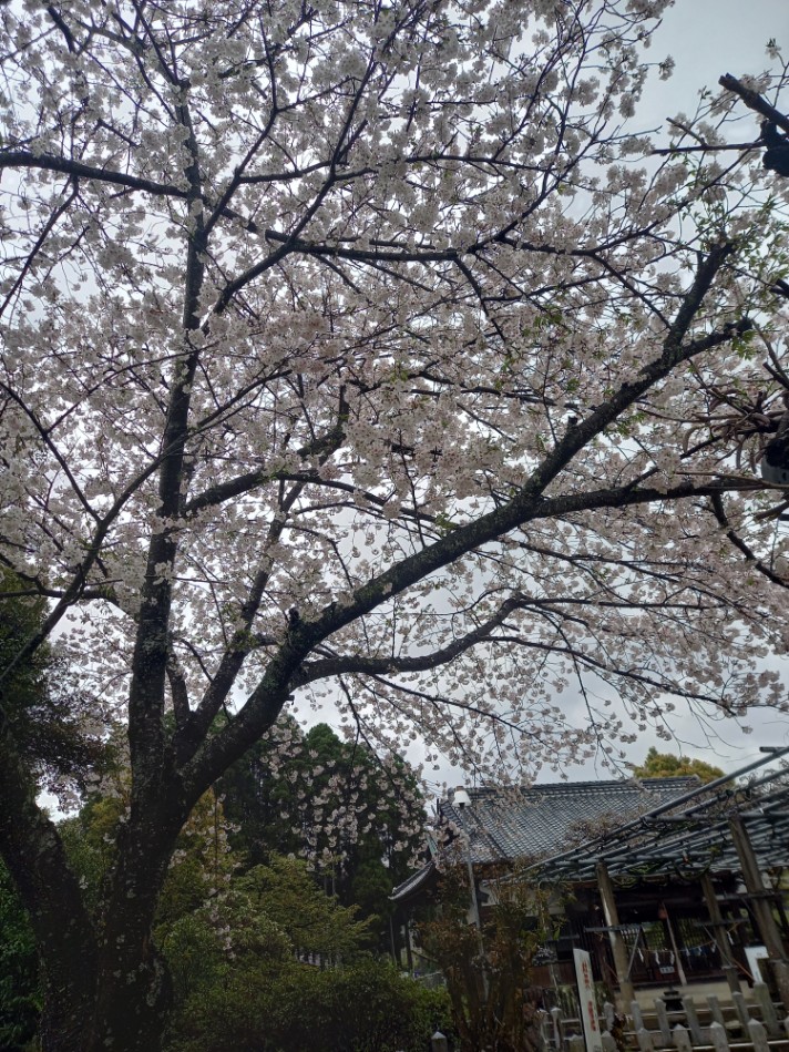 これから見頃を迎える藤の花