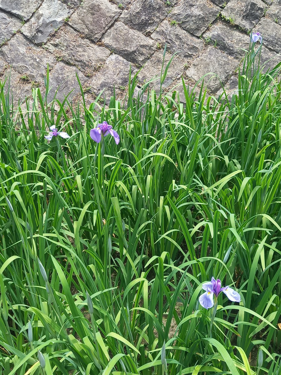 菖蒲の花