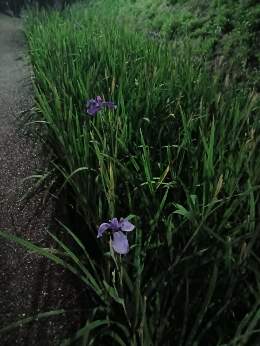 菖蒲の続き
